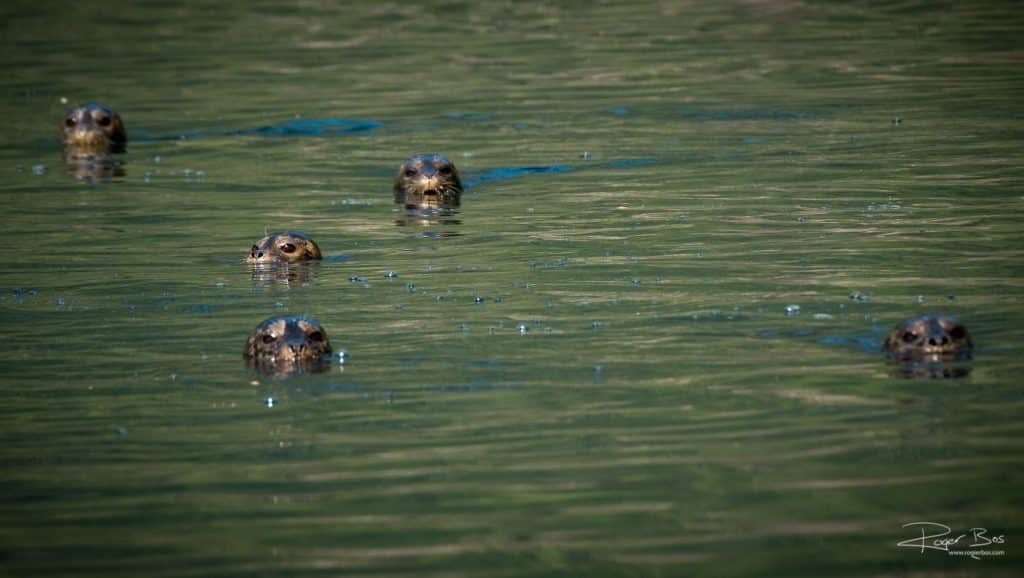 Seals staring at us on Indian Arm Deep Cove sailing