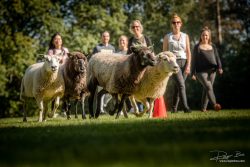 Office party Company anniversary: highland games