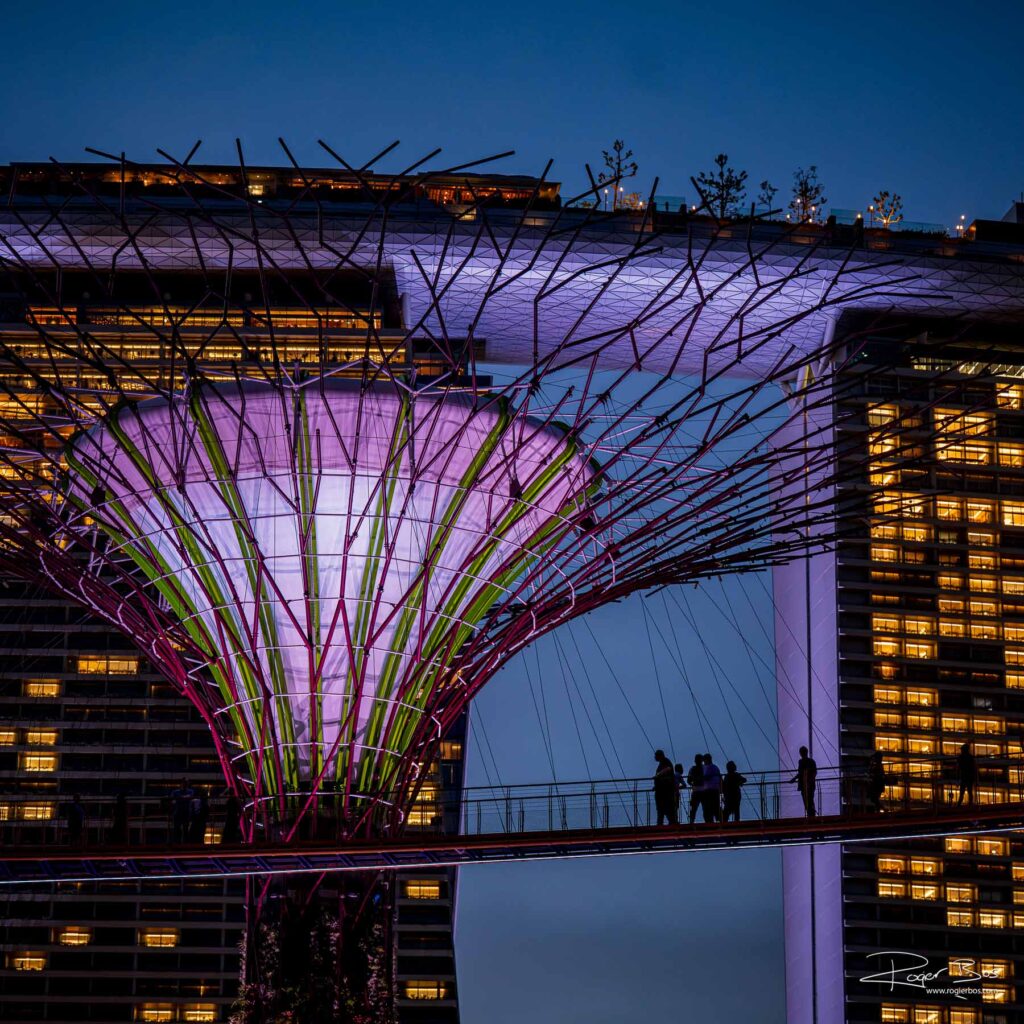 Supertree Grove illuminated at night with Marina Bay Sands hotel in the background, Singapore architectural photography